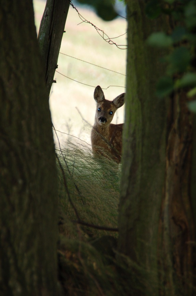 leuchtende Augen