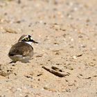 Leuchtende Augenringe in Kies und Sand