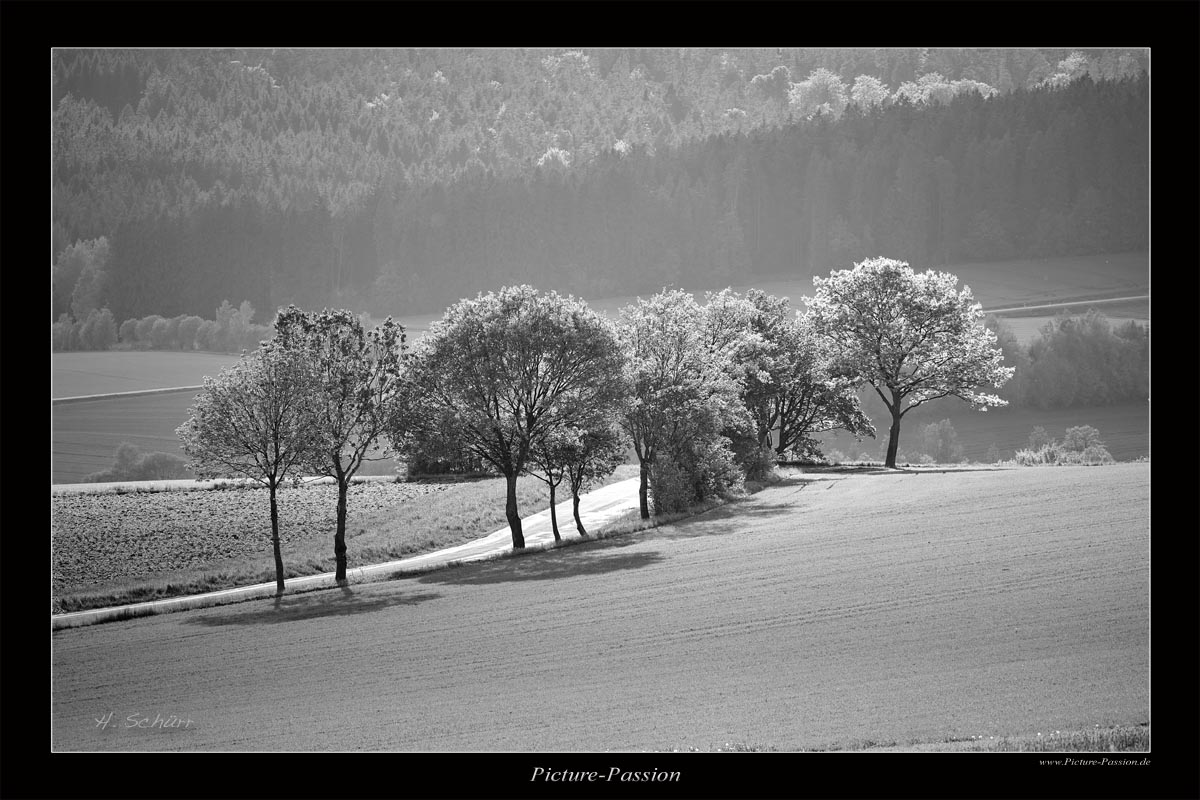 Leuchtende Bäume Foto & Bild fotokunst, emotionen, monochrome fine