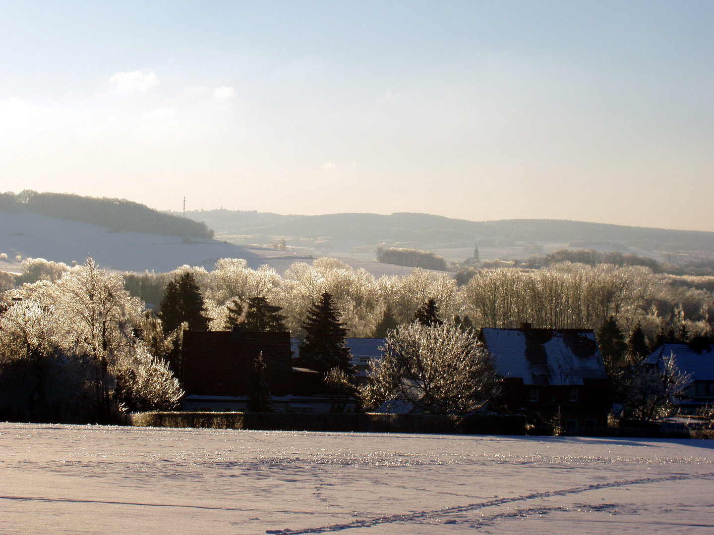 Leuchtende Bäume