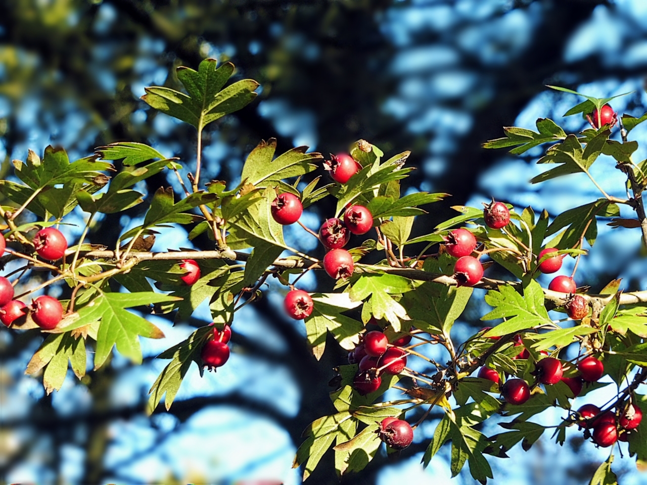 leuchtende Beeren