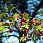 leuchtende Beeren