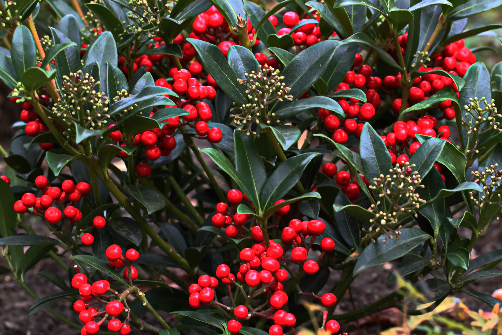 leuchtende Beeren