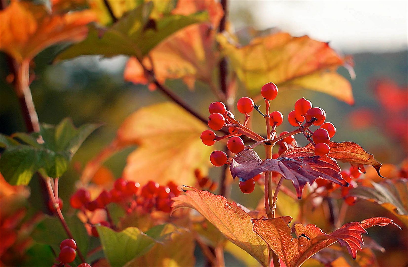 Leuchtende Beeren beim Sonnenuntergang.