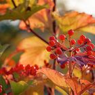 Leuchtende Beeren beim Sonnenuntergang.