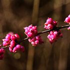 leuchtende Beeren