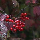 leuchtende Beeren im Herbst