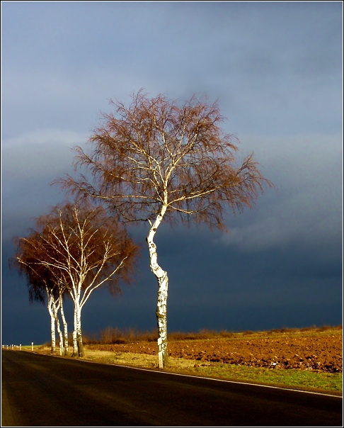 Leuchtende Birken