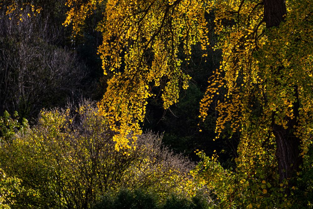 Leuchtende Blätter Foto & Bild pflanzen, pilze & flechten, bäume