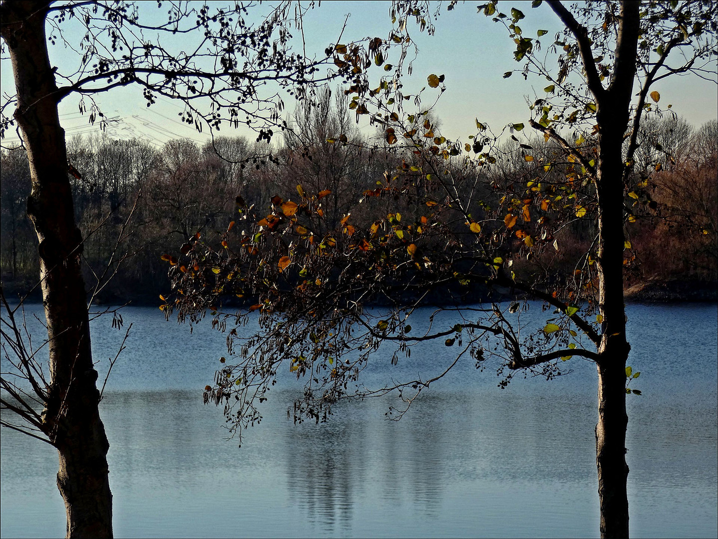 Leuchtende Blätter am Teich