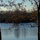 Leuchtende Blätter am Teich