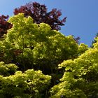 Leuchtende Blätter im Gegenlicht