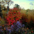 Leuchtende Blätter und Blüten