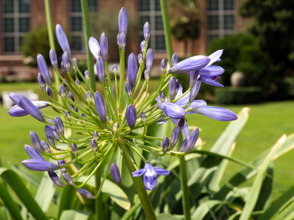 Leuchtende Blüte