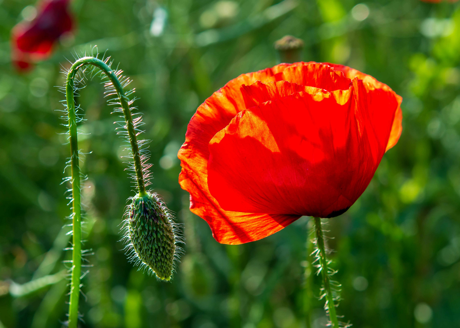 Leuchtende Blüte