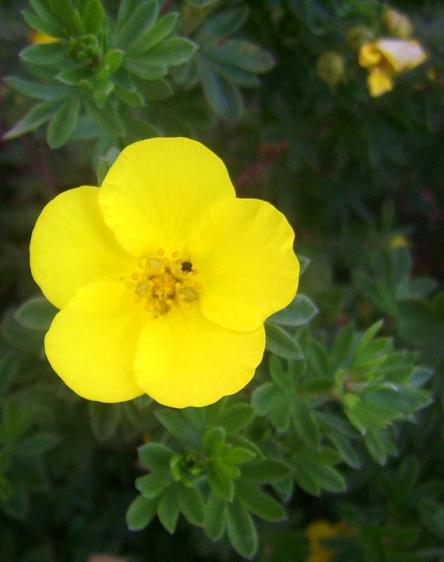 leuchtende Blüte