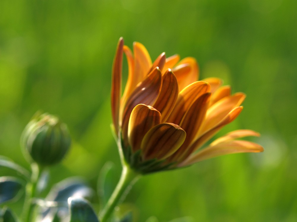 Leuchtende Blüte