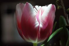 Leuchtende Blüte