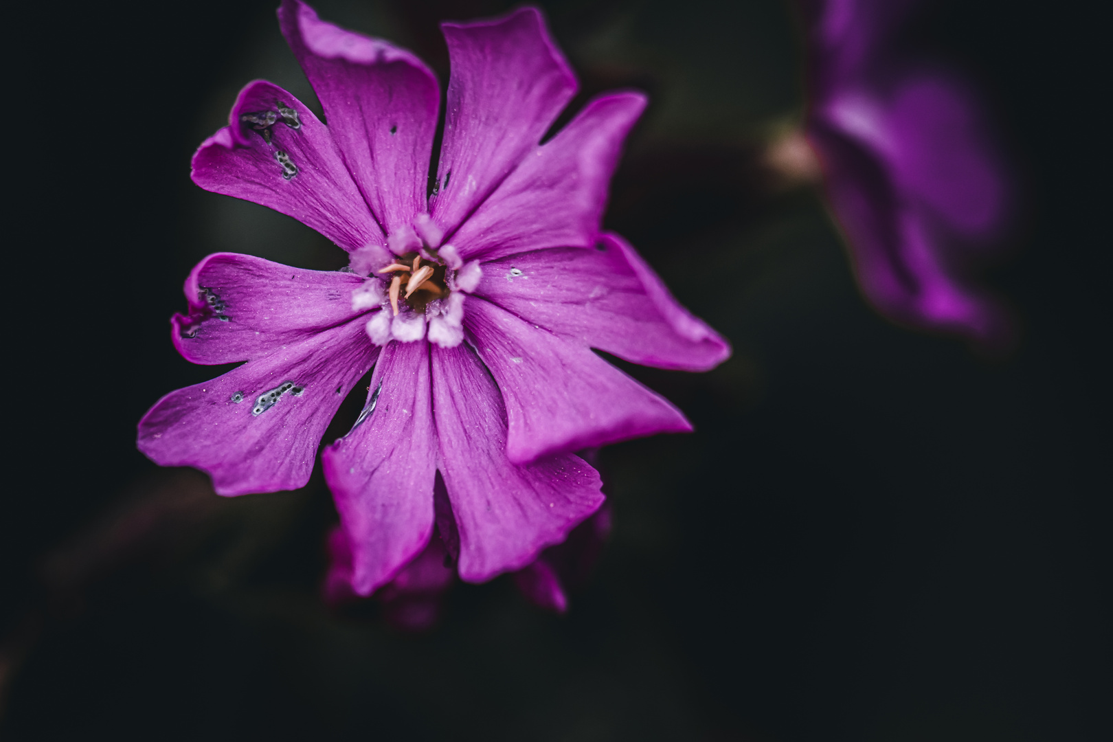 Leuchtende Blüte