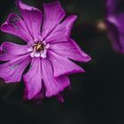 Leuchtende Blüte