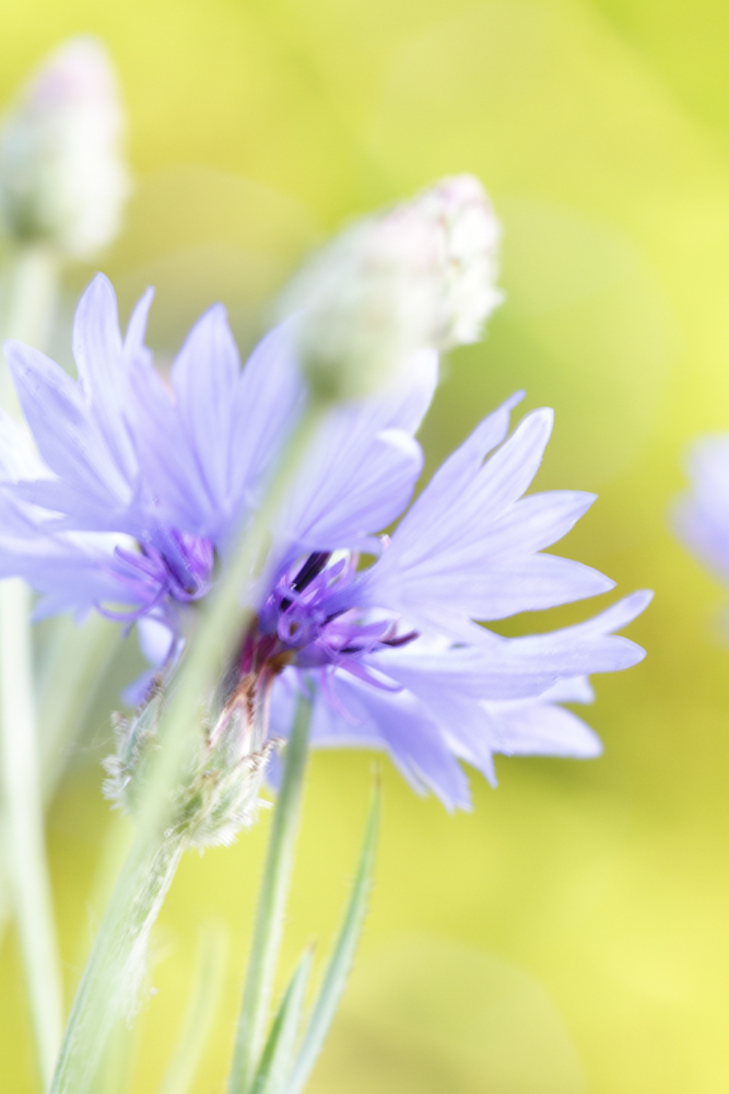 Leuchtende Blüten