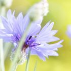 Leuchtende Blüten