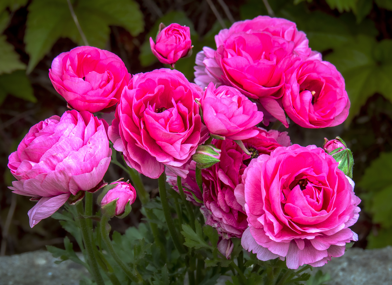 leuchtende blüten...