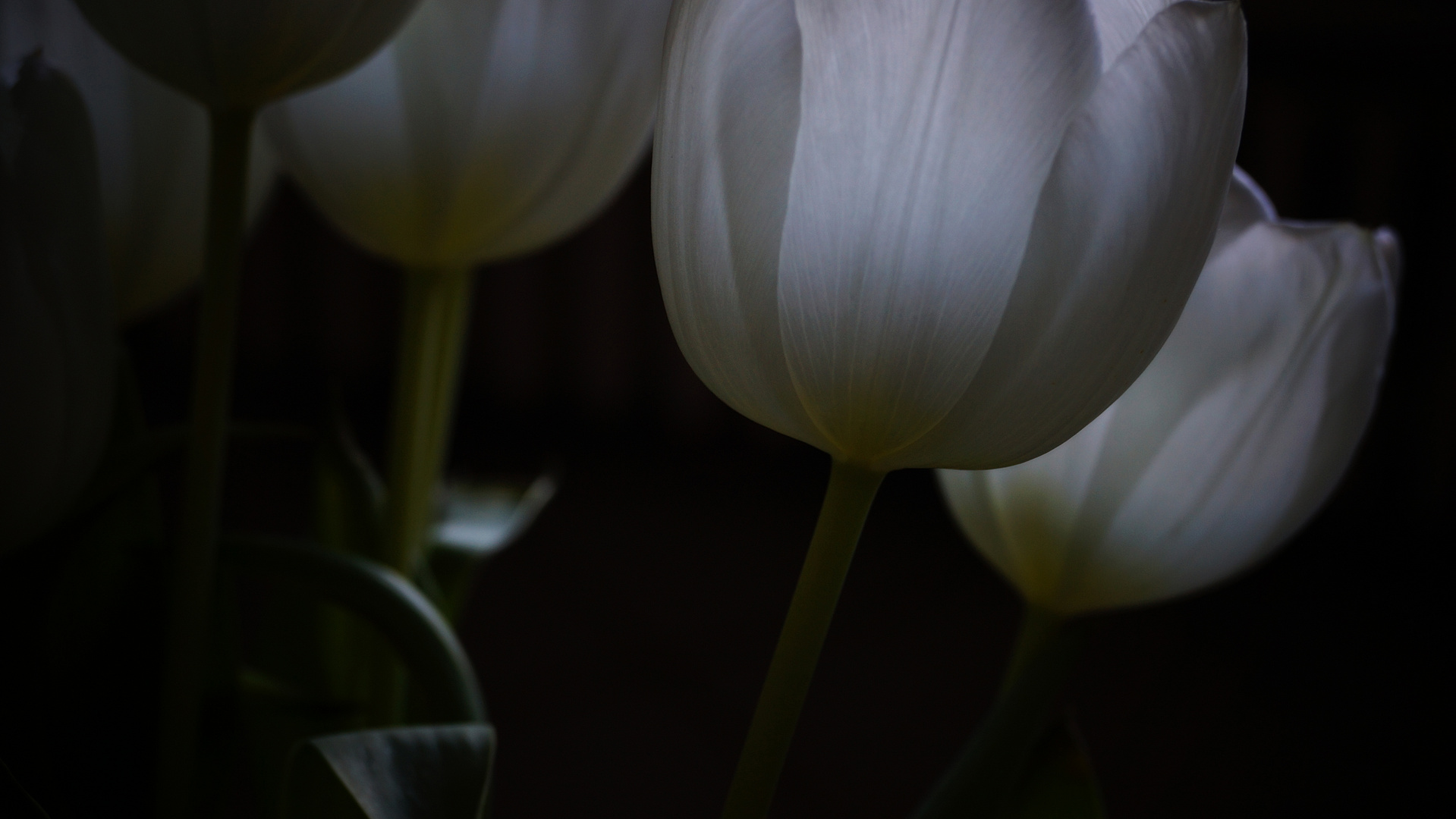 leuchtende Blüten