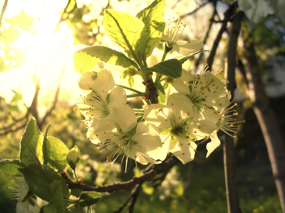 Leuchtende Blüten