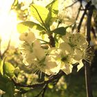 Leuchtende Blüten