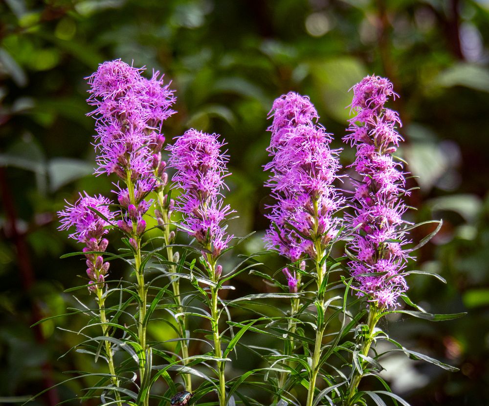 leuchtende blüten...