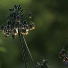 Leuchtende Blüten