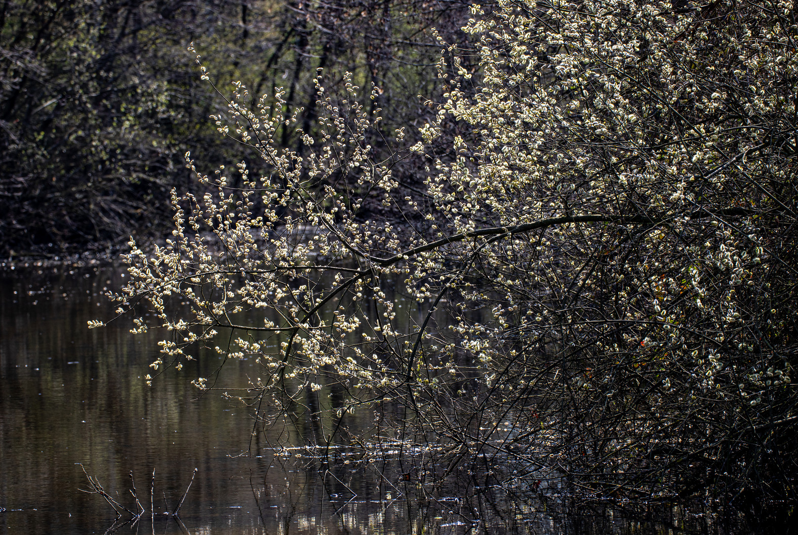 Leuchtende Blüten