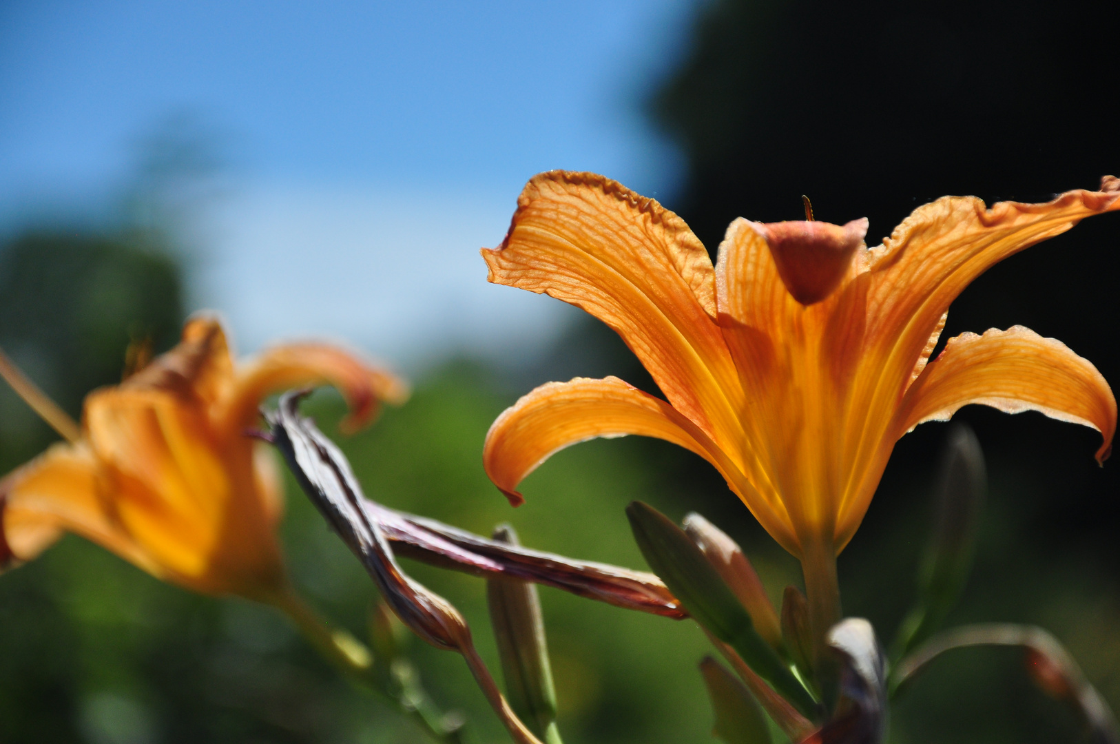  Leuchtende Blüten