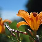  Leuchtende Blüten