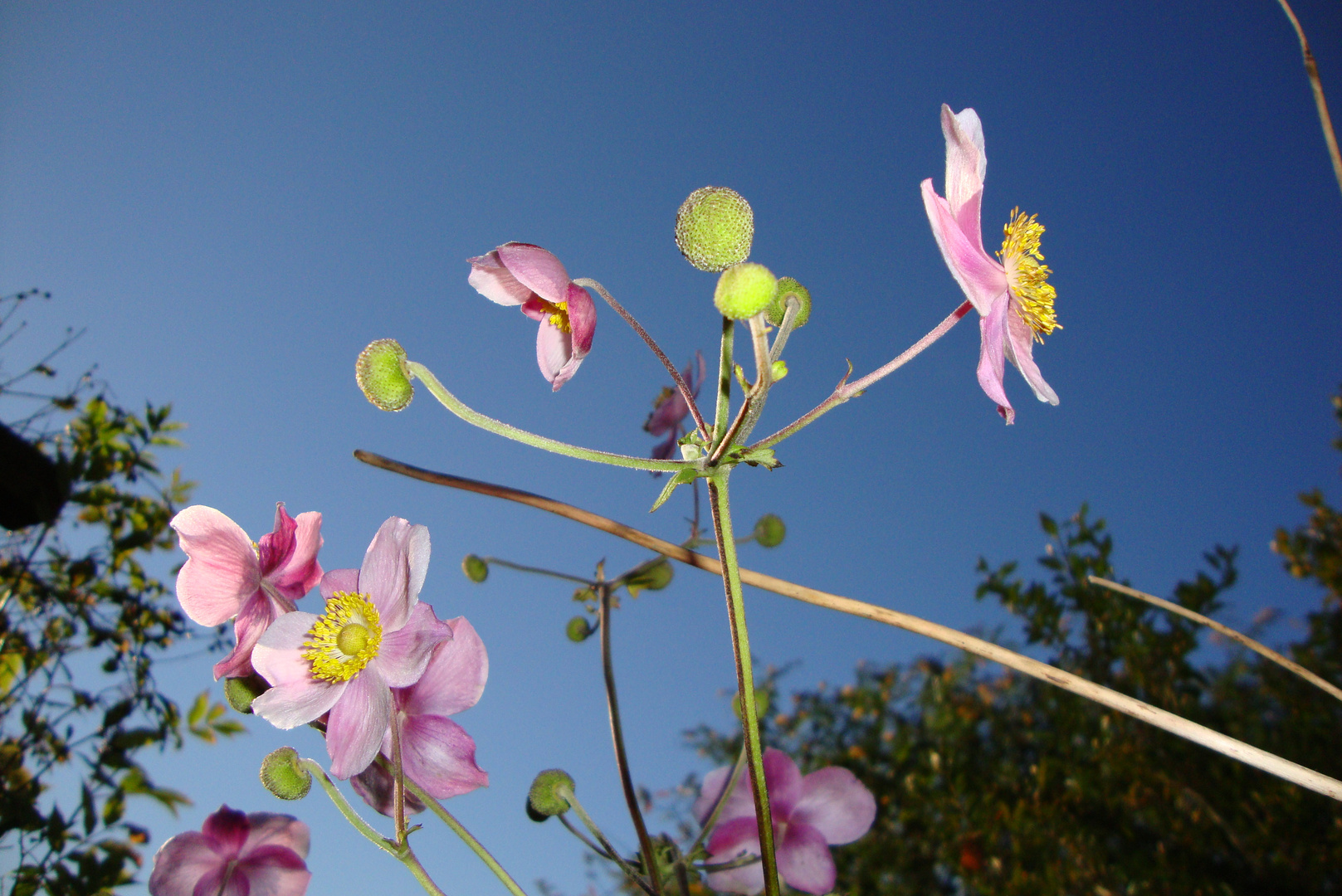 Leuchtende Blume