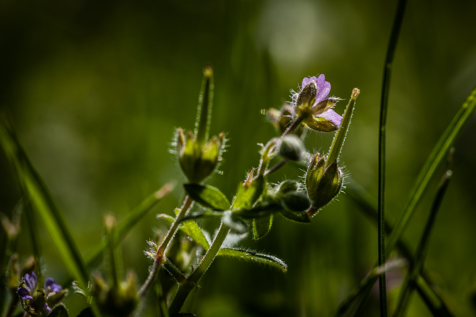 Leuchtende Blume