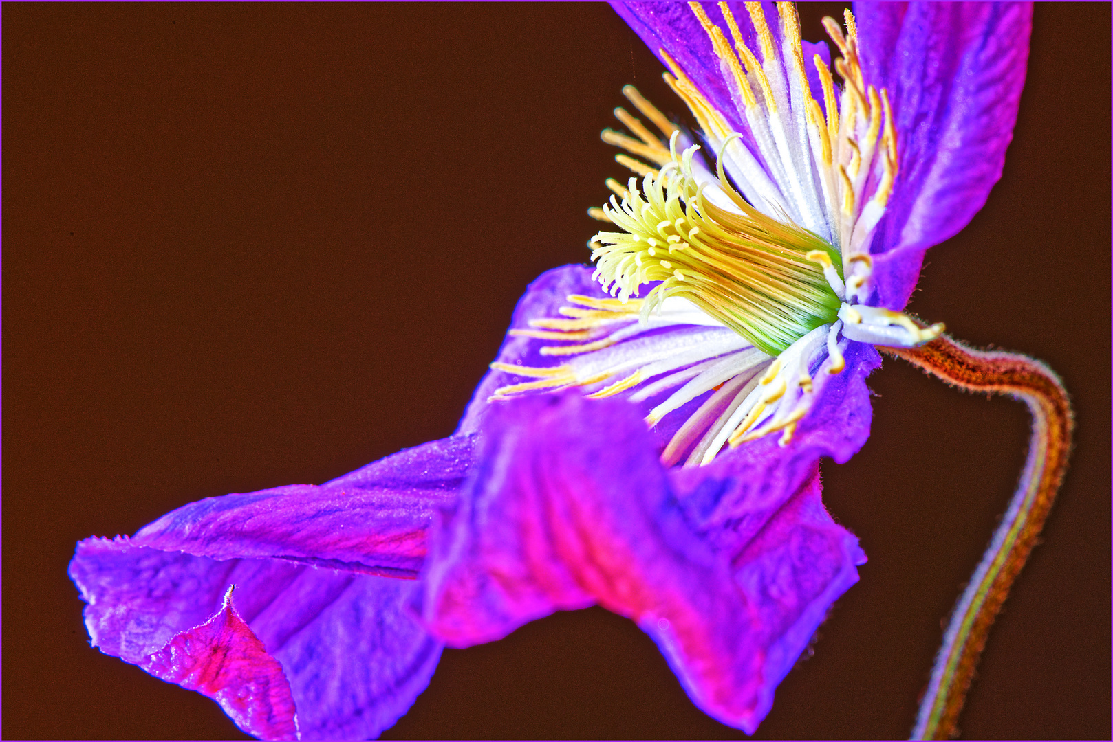 Leuchtende Blume, unbekannt