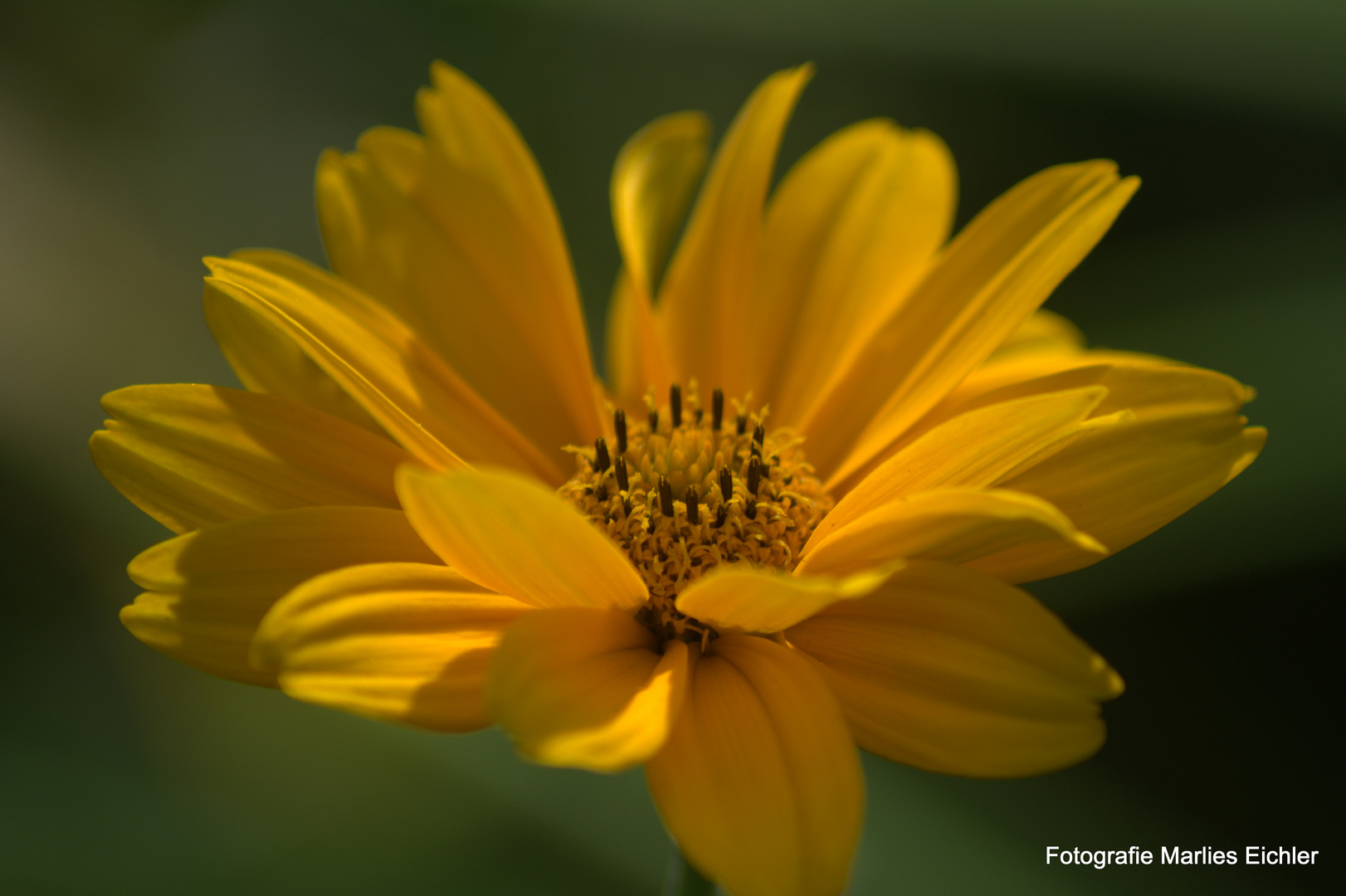 leuchtende Blumen