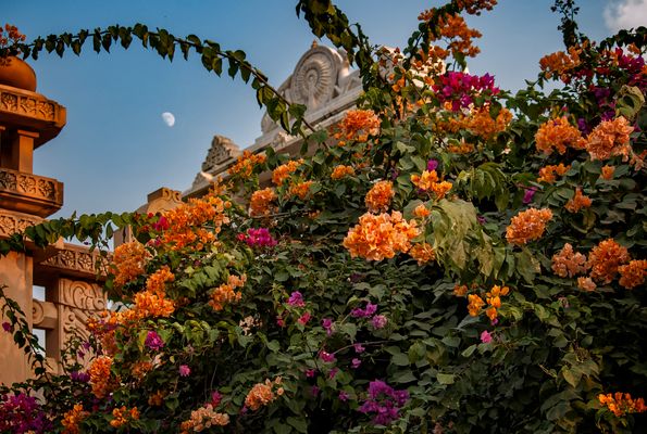leuchtende Bougainvillea