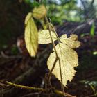 Leuchtende Brombeerblätter