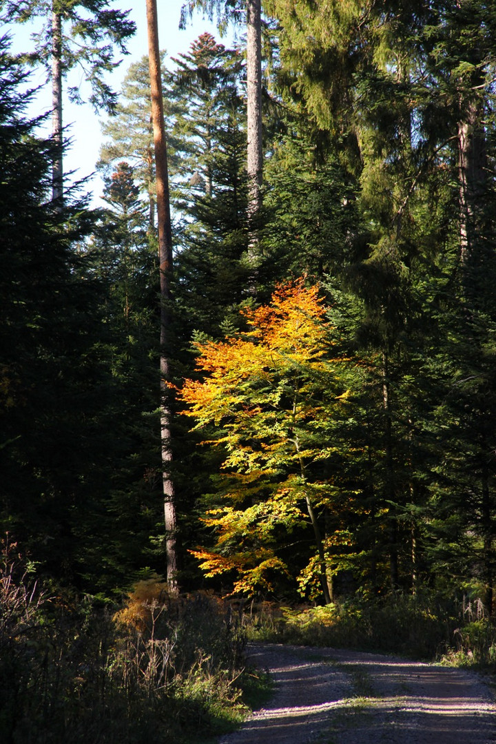 leuchtende Buche