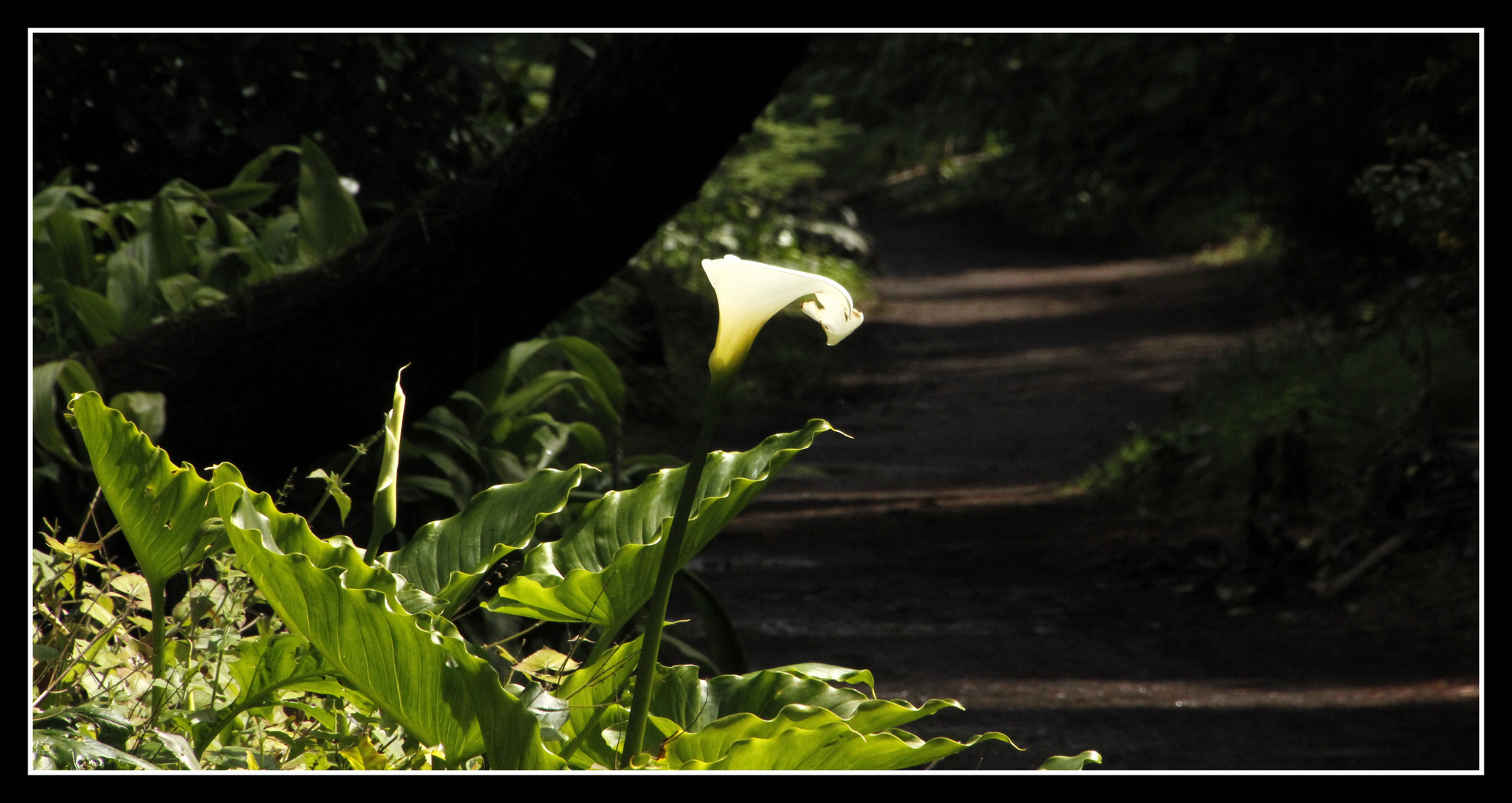 leuchtende Calla