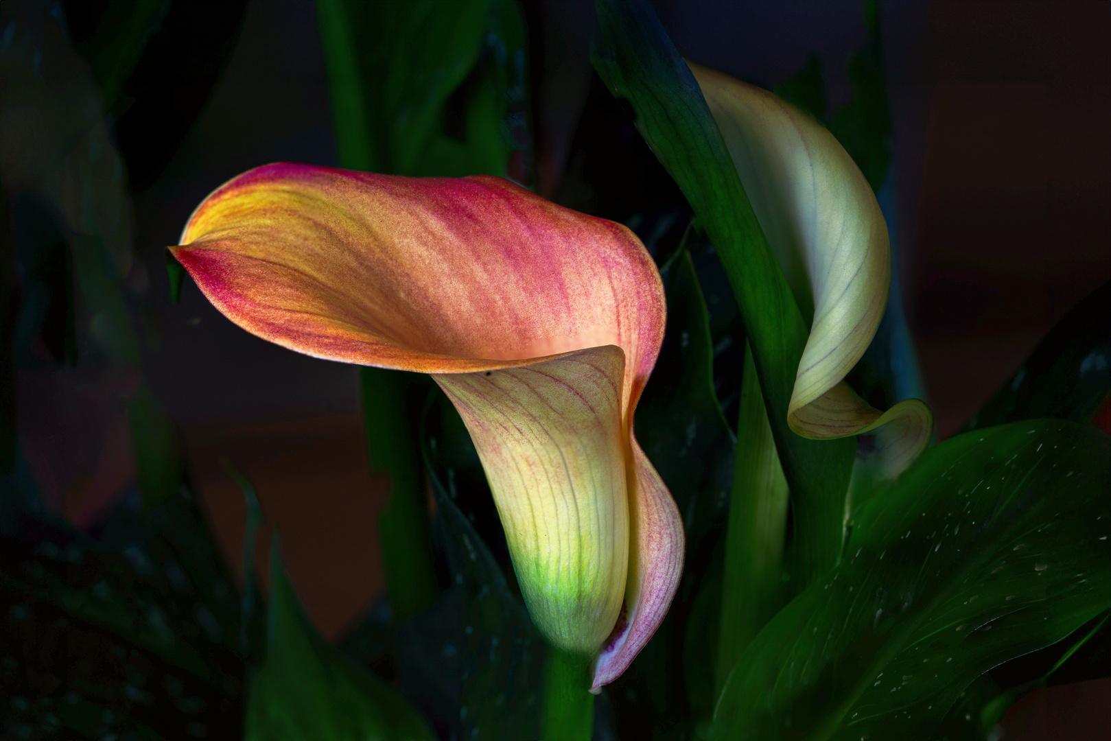 Leuchtende Calla