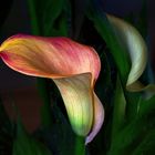 Leuchtende Calla