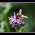 Leuchtende Farben