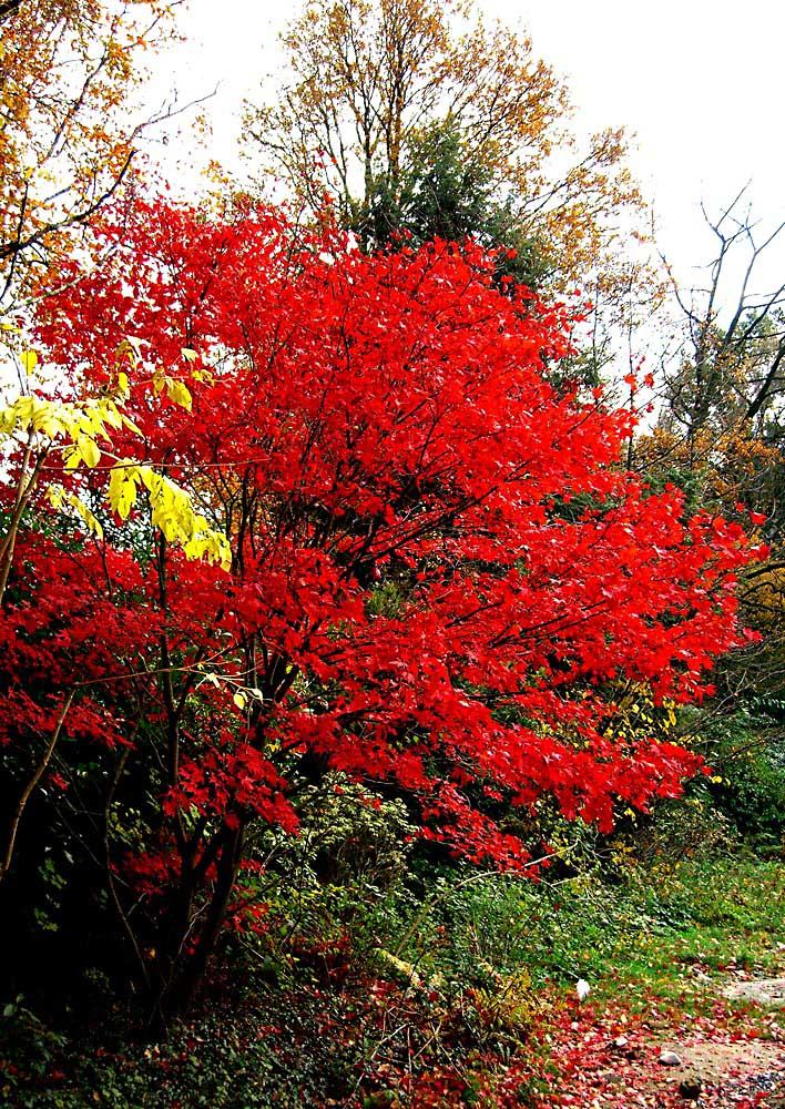 Leuchtende Farben des Herbstes