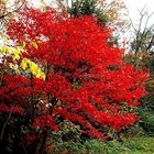 Leuchtende Farben des Herbstes