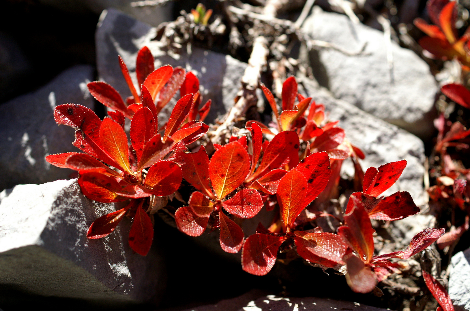 Leuchtende Farben im Herbst