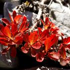 Leuchtende Farben im Herbst